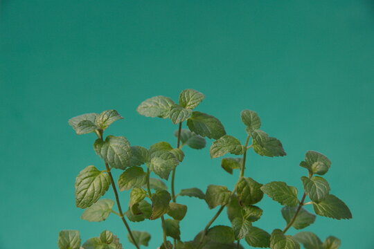 Mentha Suaveolens foliage, Mentha longifolia, also known as horse mint, brookmint, fillymint or St. John's horsemint, is a species of plant in the family Lamiaceae