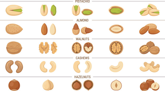 Nut Types Vector Illustration Set with Pistachio, Almond, Walnut, Cashew and Hazelnut Variations Showing Whole, Shelled and Split Forms for Food and Education Design