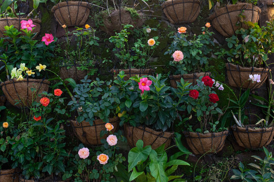 Vertical garden of hanging coir baskets filled with colorful flowering plants and roses against  moss-covered stone wall. Space-saving urban cottage garden concept.