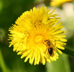 Löwenzahn in Blüte mit Biene © DieFro