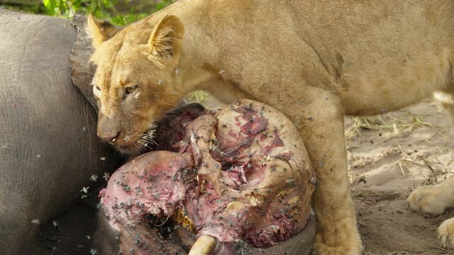 Young lioness eating an elephant carcass in wild savanna of Africa, scavenging on remains of dead animal with flies swarming around bloody flesh in Botswana