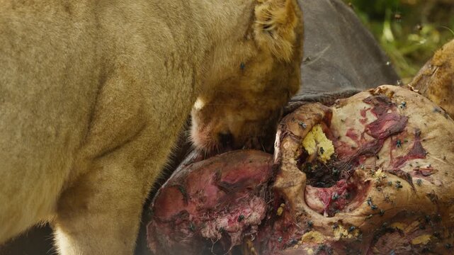 Close up of pride of lions devouring gory remains of fresh cape buffalo carcass in African savanna of Botswana, flies buzzing around the bloody kill in slow motion
