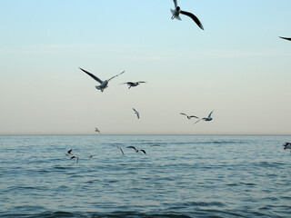Fototapeta premium Seagulls flying above the ocean during early morning light near the shore