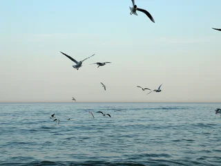 Fototapete Vögel Seagulls flying above the ocean during early morning light near the shore  © BoTanya