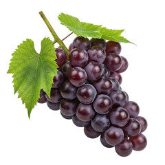 Fototapeta premium Clusters of fresh black grapes with green leaves on a vine isolated on transparent background