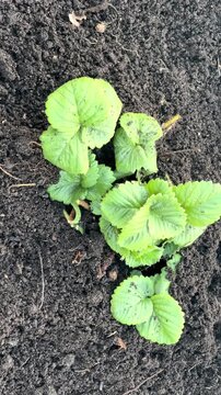 Growing strawberry plants in garden soil during spring season