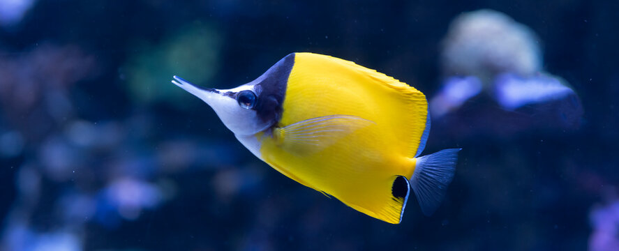 Yellow tropical fish in aquarium
