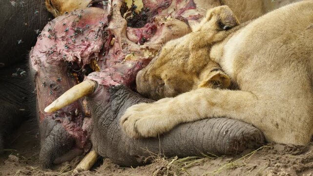 Hungry lioness fiercely devouring bloody carcass of dead elephant in wild African savanna, many flies swarming around gruesome scene of predation in slow motion