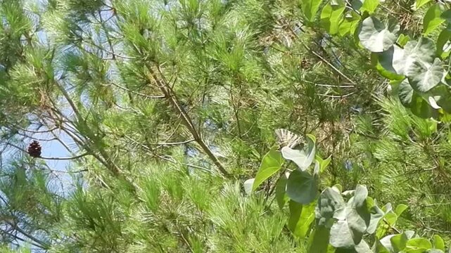 Butterfly Sail swallowtail, Scarce swallowtail, Iphiclides podalirius on green leaf and branches of Mediterranean trees moved by wind on sunny windy day - slow motion.