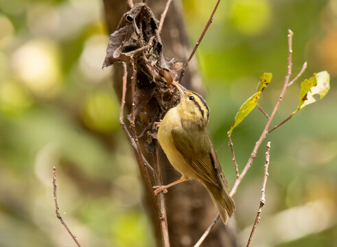 Worm-eating Warbler bird in tree