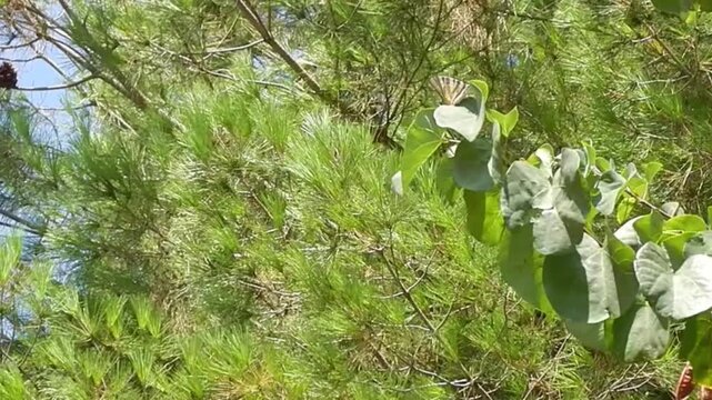 Butterfly Sail swallowtail, Scarce swallowtail, Iphiclides podalirius on green leaf and branches of Mediterranean trees moved by wind and flies away on sunny windy day - slow motion.