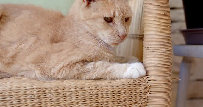 Sensing movement from right, cat is lifting head and tracking while resting on woven rattan chair
