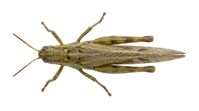 Top-down view of a detailed and realistic grasshopper with textured brown and green wings, showcasing its intricate anatomy and slender legs on a clean white background