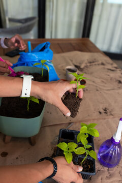 Hands are potting small green seedlings on cloth-covered table with scattered soil