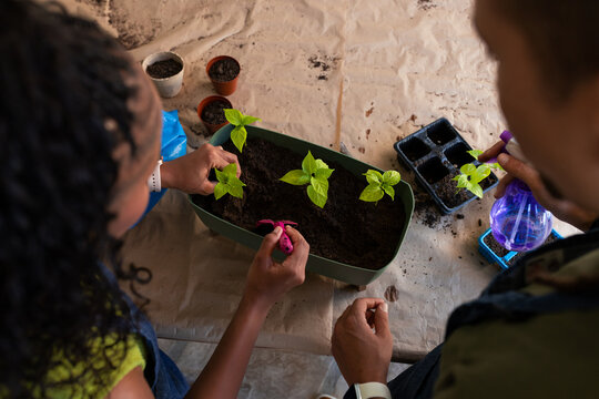 Couple planting seedlings, misting with purple sprayer at home table with green planter, pink tool