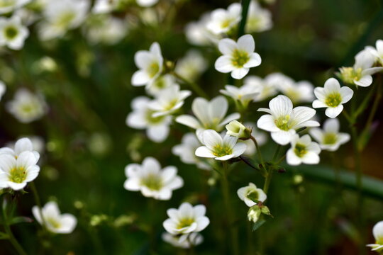 Wei&szlig;e Steinbrech-Bl&uuml;ten im Fr&uuml;hling