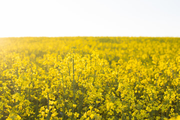 Obraz premium Rapeseed field in summer
