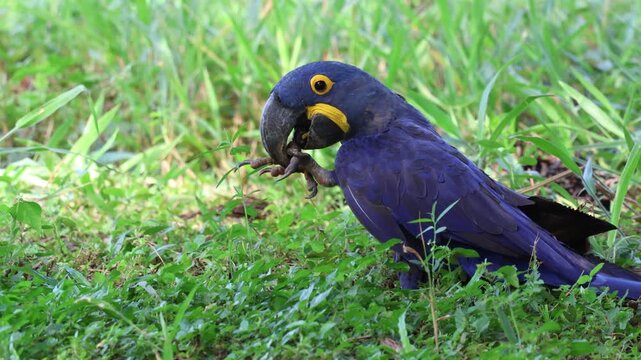 Close-up of a hyacinth macaw feeding on the ground, showing natural behavior of a rare and iconic tropical bird species.