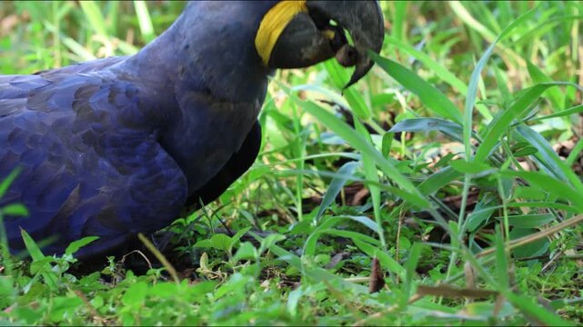 Close-up of a hyacinth macaw feeding on the ground, showing natural behavior of a rare and iconic tropical bird species.