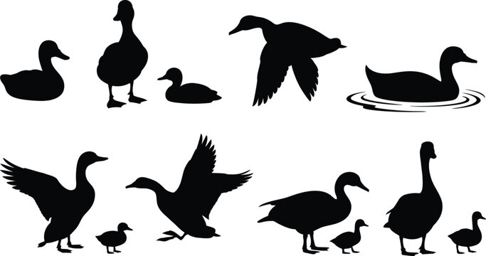 Black silhouette vector collection of flying ducks, swimming geese, walking ducklings, and wild water birds for nature wildlife graphic designs.
