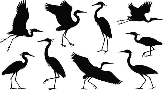 Black silhouette vector collection of flying herons, standing cranes, and wild egret water birds for nature wildlife graphic design projects.