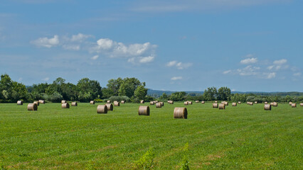 Fototapeta premium Sunny meadow with hay stacks under a blue sky near Keszthely, Hungary 