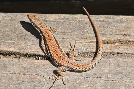 Common wall lizard - Podarcis muralis. 