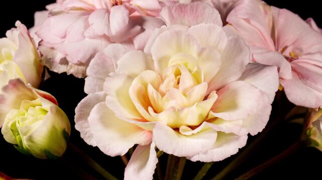 Pink Tery Pelargonium Flowers Blooming in Time Lapse on a Black Background. Beautiful Pastel Geranium Blossoms