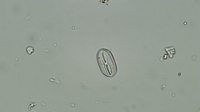 Navicula diatom under brightfield microscopy at 50x