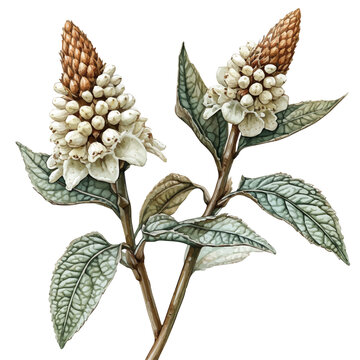 Gunnera Flower, watercolor clipart vector, isolated on a white background.