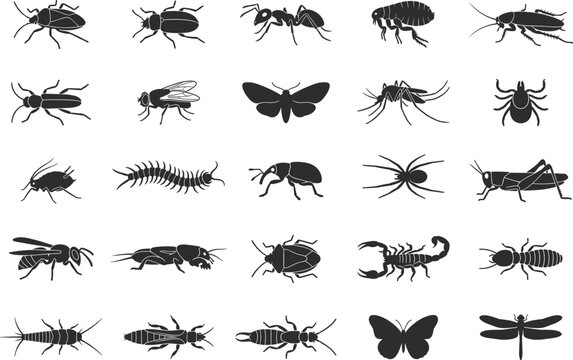 Collection of insect silhouettes including beetles, ants, butterflies, spiders, scorpions and bugs isolated in black vector set for nature, biology and pest design use