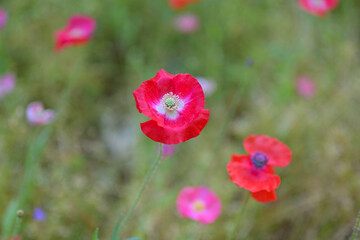 Naklejka premium Red and Purple Wildflower in Spring Bloom, Charlotte North Carolina