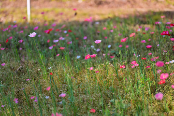Obraz premium Wide view of a meadow filled with blooming red and pink poppies in spring