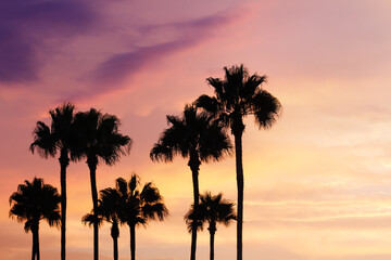 Serene sunset in orange and purple hues with palm tree silhouettes, Orange County, California © Sumiko Scott