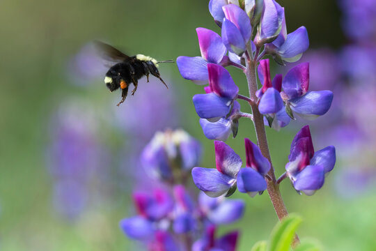 Bumblebee flying to purple lupine flower