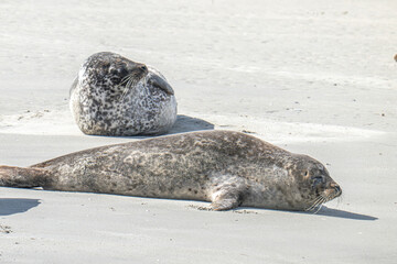 phoque, baie d'Authie, France © daumy