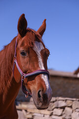 Obraz premium Majestic Chestnut Horse Portrait with Clear Blue Sky