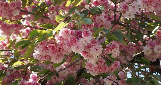 Deep pink and vivid purplish-pink double blossoms of prunus serrulata 'Kanzan' or prunus 'Kwanzan', in pendant clusters along a stem with greenish serrated ovate leaves 