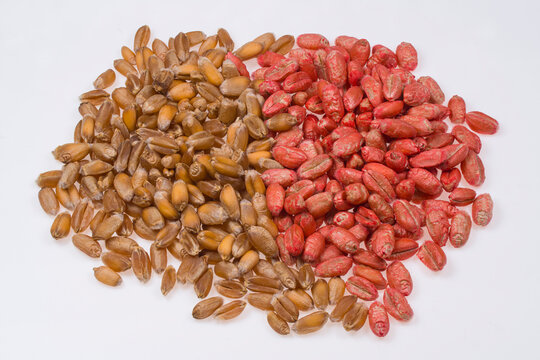 treated wheat seeds