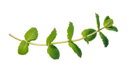 Fresh green mint sprig with serrated leaves, isolated on transparent background © Bogdan