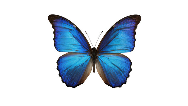 Vibrant blue morpho butterfly with intricate wing patterns, isolated on transparent background