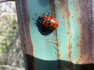 ladybird on a leaf © Irukandji