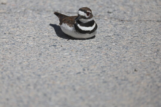 Killdeer on the beach