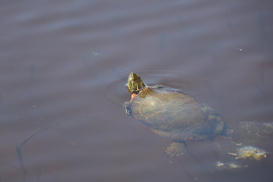 Western painted turtle in the pond