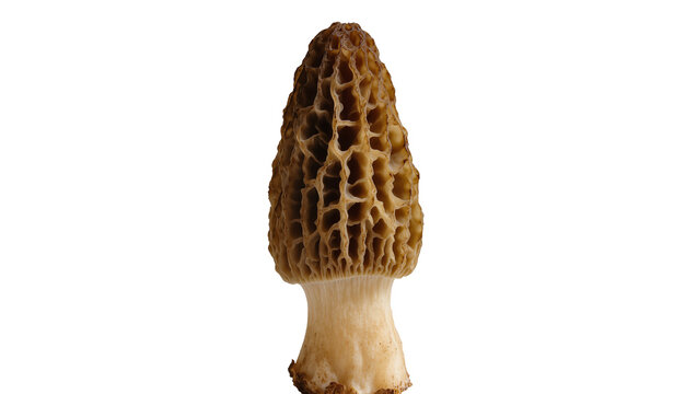Brown morel mushroom with honeycomb cap texture, isolated on transparent background