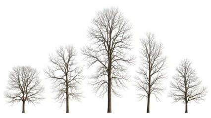 Obraz premium Five bare trees in a row