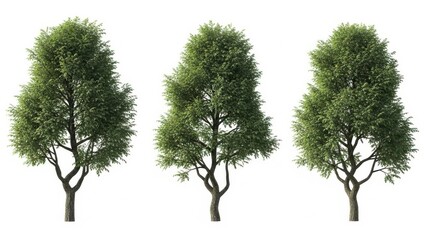 Fototapeta premium Three tall green trees