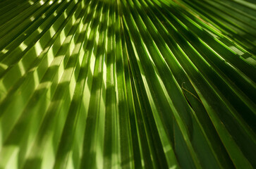 Obraz premium Green Palm Leaf Texture With Bokeh - Background For Travel, Spa And Summer Cocktail Design