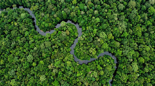 Aerial view of a winding river through a dense tropical rainforest. Lush green jungle canopy and meandering waterway. Nature conservation concept