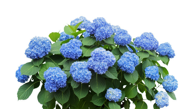 Vibrant blue hydrangea bush with lush green leaves, isolated on transparent background